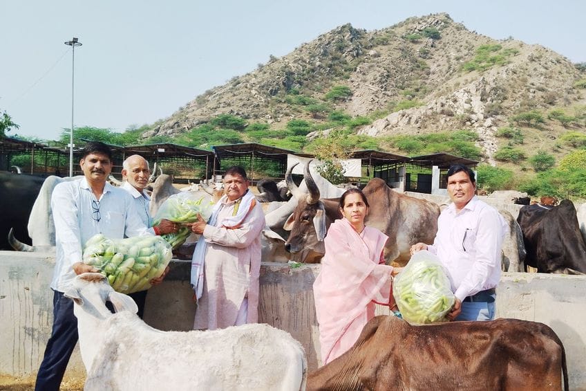 Cow-bhandara organized in Nandishala on Mahavir Jayanti