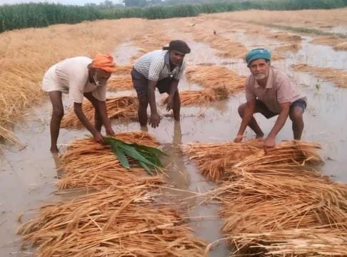 Farmers are suffering due to unseasonal rain