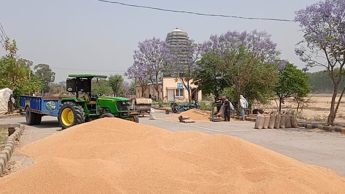 At the beginning of the season, Brahmasarovar became a temporary grain market, tourists will face a big shock
