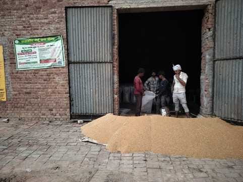 Wheat harvesting in full swing, farmers away from committees in UP