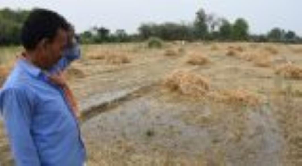 Hard work wasted... hopes ruined, crops got damaged due to rain