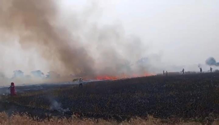 Fire started due to spark from high tension line, 14 bigha crop burnt