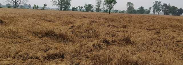 Waiting for compensation for paddy, now wheat also got ruined due to rain