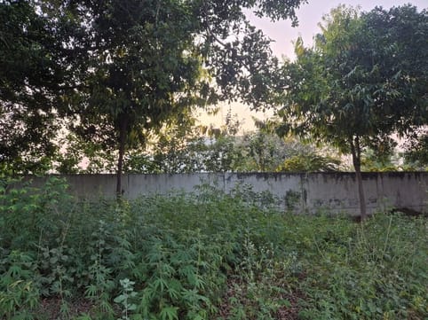 Opium is cultivated inside the university, cannabis plants are flourishing outside
