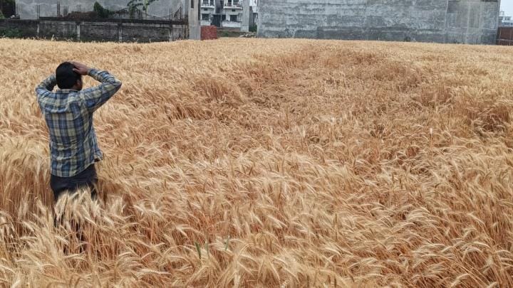The hard work of the farmers was ruined as the storm caused the wheat crop to fall in the fields