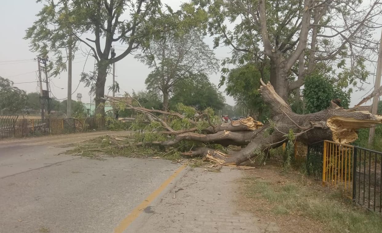 47 trees fell down