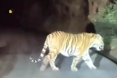 Tiger seen on the road near Suheli river