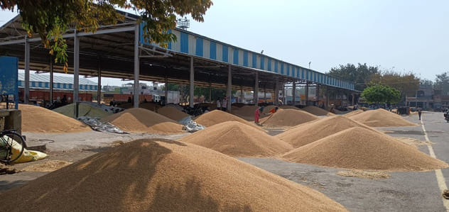 Purchase of wheat started in Kalayat grain market