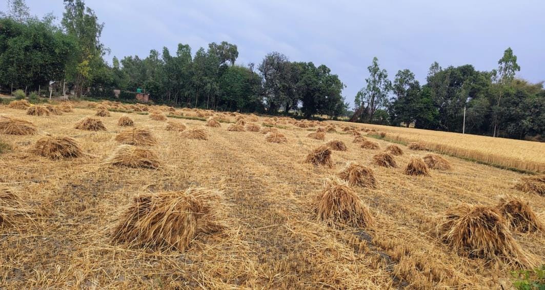 Rain disrupted wheat harvesting