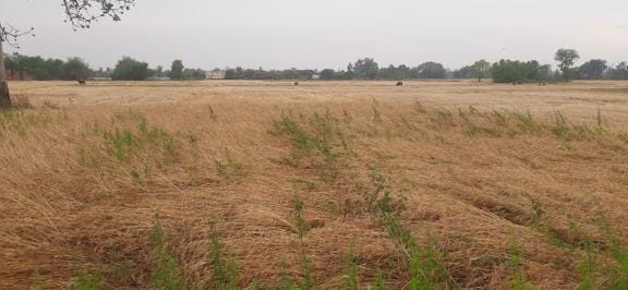 Crop damaged due to rain, farmers are worried about harvesting