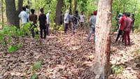 बांधवगढ़ में बाघ के हमले में बच्चे की जान गई  (फाइल फोटो )
