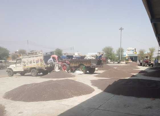 The arrival of mustard decreased due to the possibility of rain