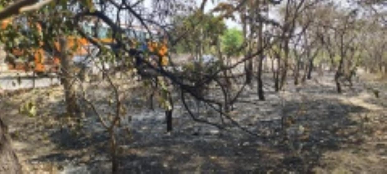 Leaves and garbage caught fire, many trees were scorched