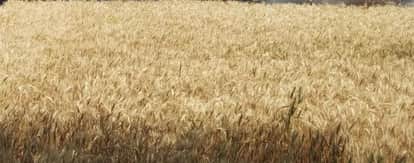 agra news bichpuri wheat cultivation