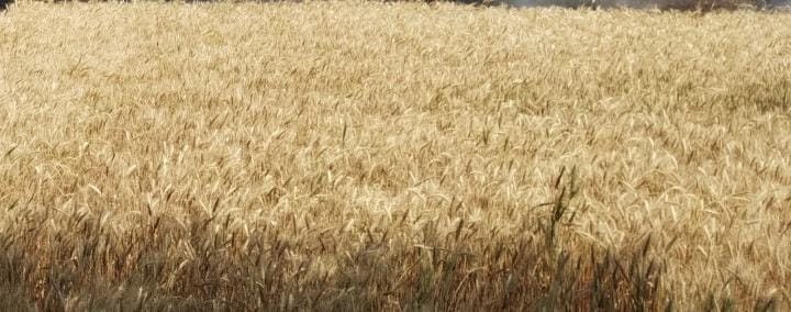 agra news bichpuri wheat cultivation