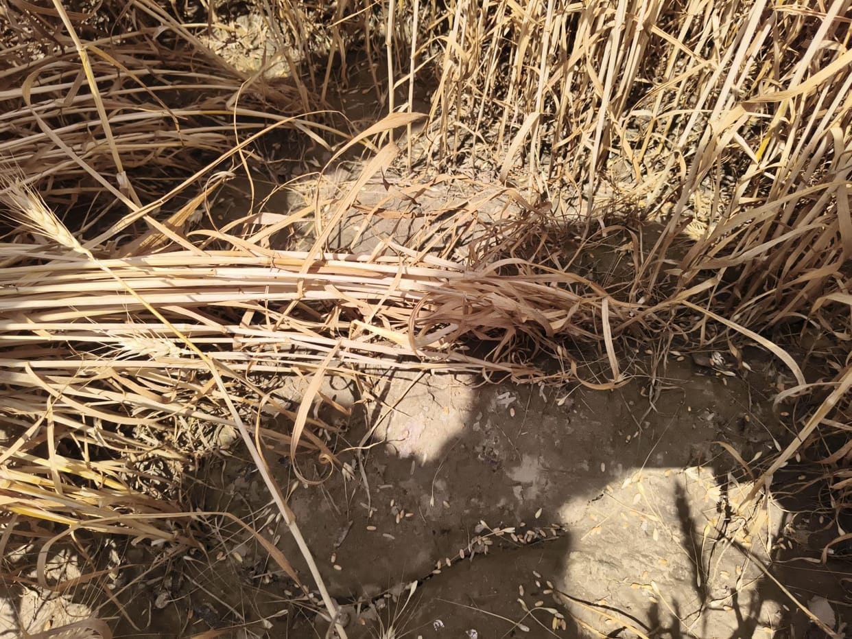 Wheat ears fell due to rain and hailstorm, farmers said - 50-60 percent loss