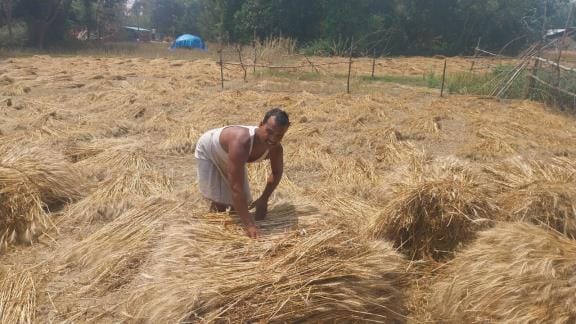 The sun shines brightly, farmers are busy drying their crops