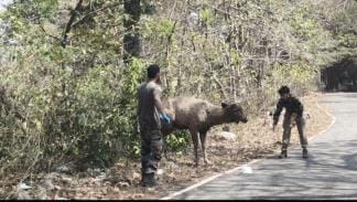 Rescue of Sambhar roaming in Kosi Barrage failed