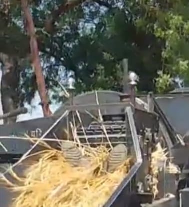 A young man trapped in a thresher while removing wheat on aunt farm
