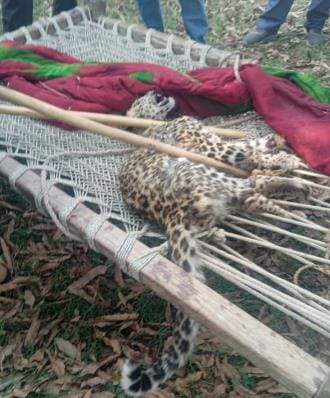 Leopard cub seen on the banks of a mountain stream
