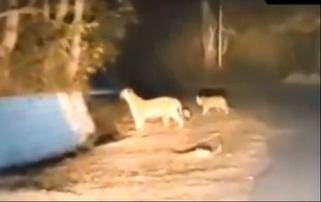 A tigress roaming in the dry source hunted a cattle