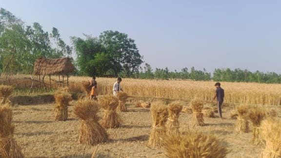 Farmers busy drying wet crops