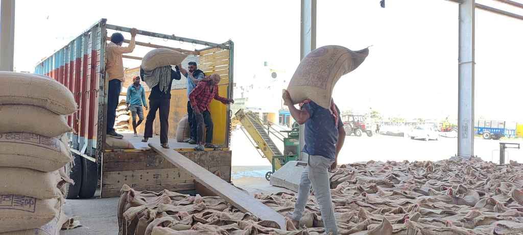 Farmers hard work and water on yellow gold