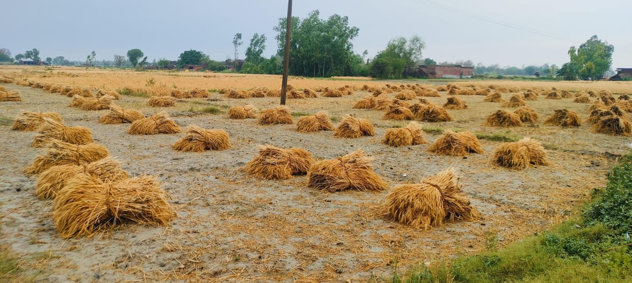 Weather increased trouble, harvesting and threshing was disrupted