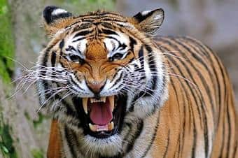 The terror of tiger and leopard continues in Haldwani's Paniyali village