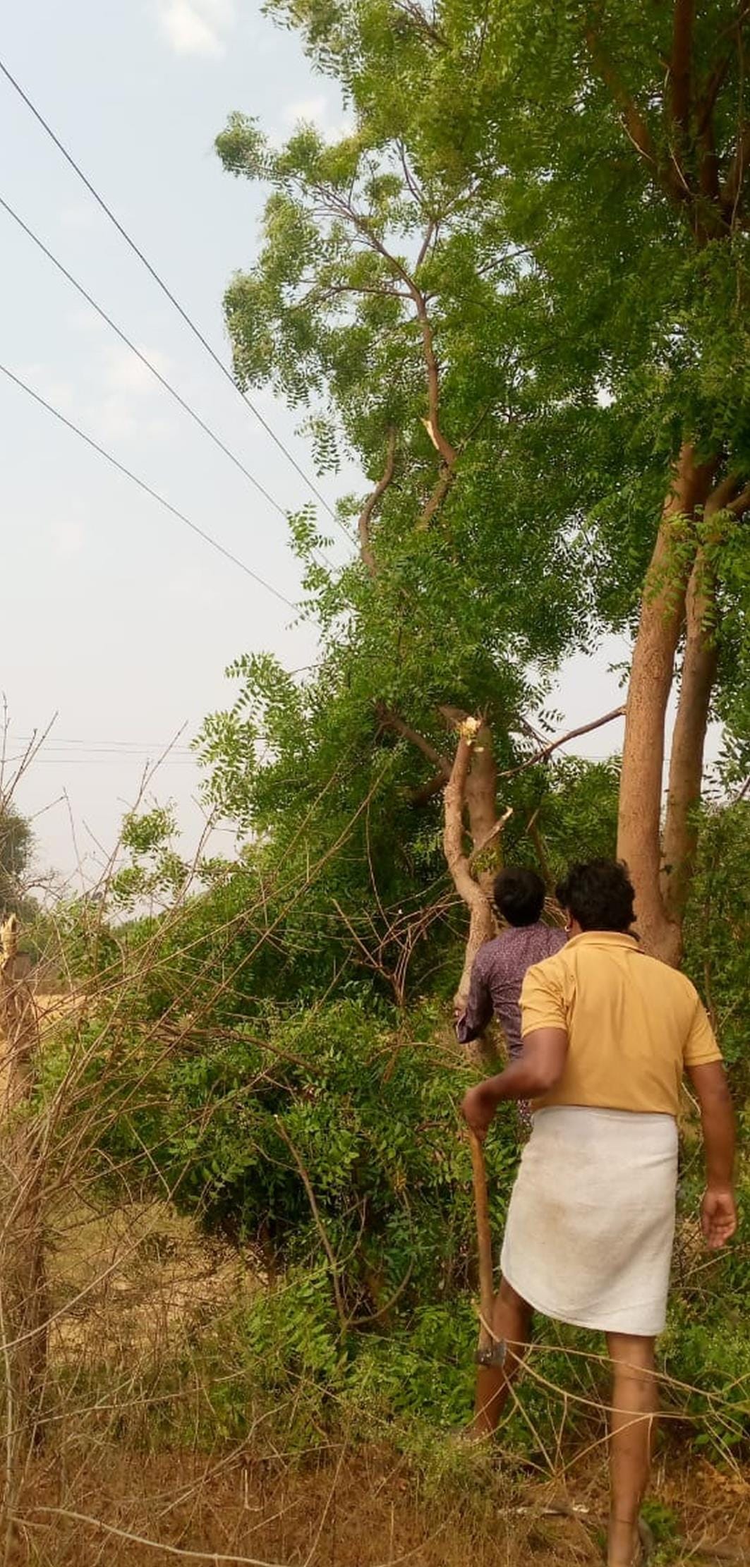 Giri Ped ki pulp on hypertension line, 30 villages electricity gull