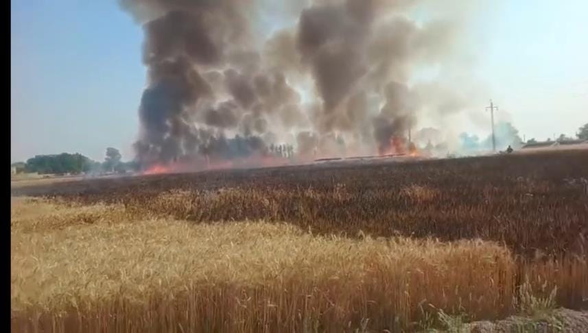 Wheat crops caught fire in Dabwali and Kalanwali, angry farmers staged a sit-in outside the power house