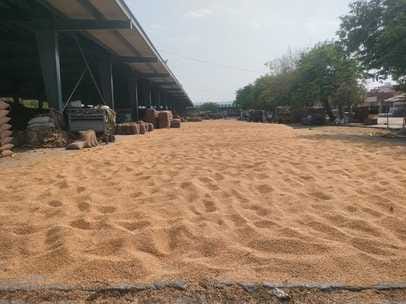 Farmers came to the market to dry their goods, commission agents took away bags of wet grains