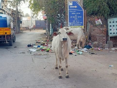 Cleaning system in Ateli is in shambles, demand for regular lifting