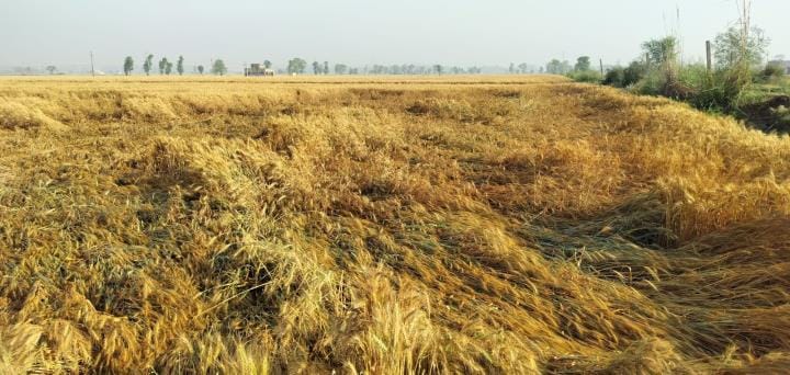 Wheat crop destroyed by strong storm, production will be affected