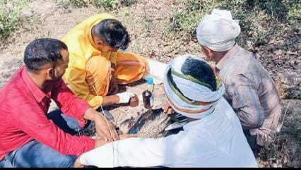 National bird dies due to dog attack