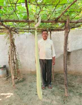 Growing one foot long chilli, earning lakhs and becoming an example for farmers