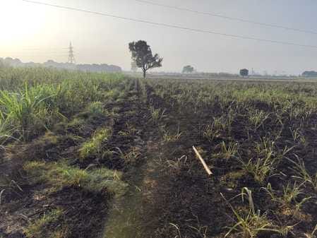 A spark from a high tension line caused a fire in a sugarcane field