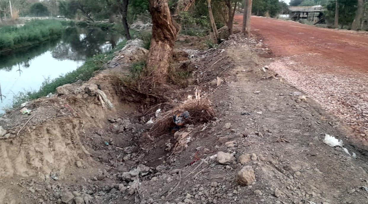 In order to save money, the roots of trees were dug up