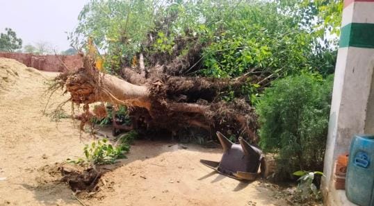 Trees broke and fell in storm watchman died after getting buried under them