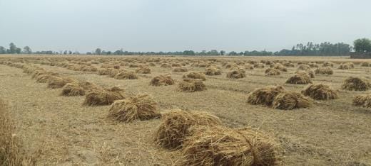 Somewhere it rains heavily and somewhere it rains lightly, the problems of the farmers have increased