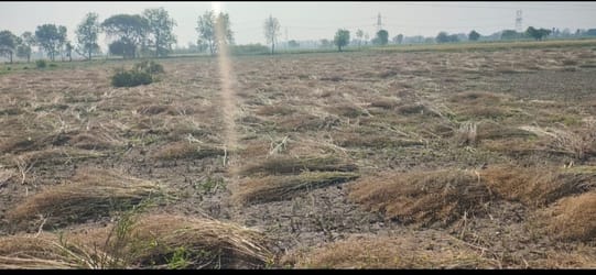 Wheat crop destroyed in storm and rain, farmers unhappy