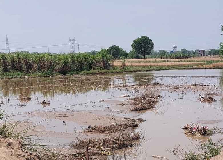 60 bigha crops submerged due to breaking of Rajbaha track
