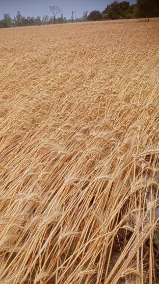Wheat crop fell due to rain