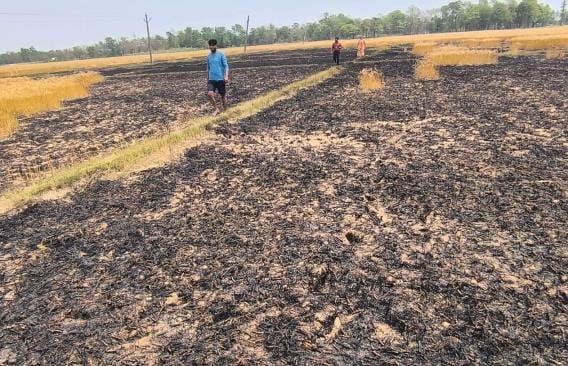 13 bigha wheat crop destroyed by fire