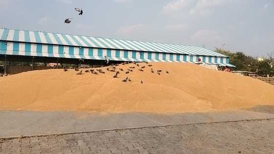 The arrival of wheat in the grain markets of the district is doubling every day, lifting is slow