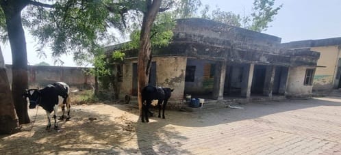 Agricultural protection office became a stable, animals were found tied and straw was found filled