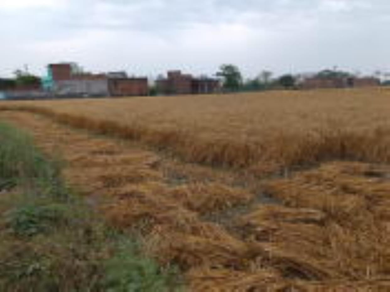 Unseasonal rains increased the worries of farmers, crops got wet in the fields