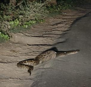 Python seen crossing the road after swallowing its prey
