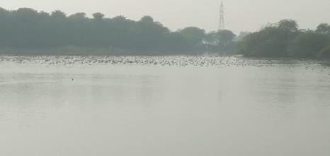 Patna Bird Sanctuary will be expanded on 15 hectares of land