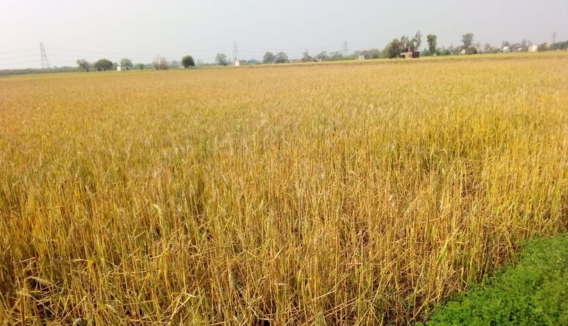 Rising global temperatures have reduced wheat corn and barley yields according to Stanford University study